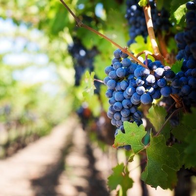 Heavenly Hunter - Your Guide to Australia’s Wine Capital, the Hunter Valley - The Wise Traveller