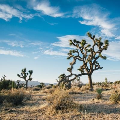How to Spend 24 Hours in Joshua Tree - California - The Wise Traveller