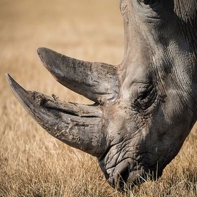 See The Big '5' Before Its Too Late - The Wise Traveller - Rhinoceros