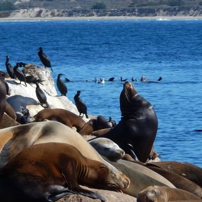 Spotting Marine Life in Monterey Bay, California - The Wise Traveller