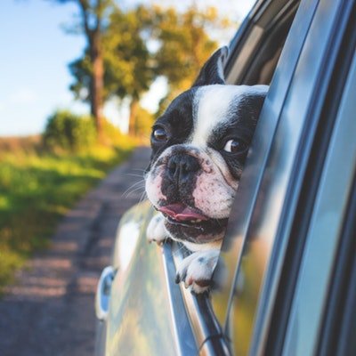 Top Tips for Taking Your Dog on Holiday with You - The Wise Traveller
