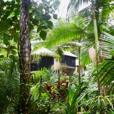 Where you can hear the Rainforest's Heartbeat - Daintree Eco Lodge - Mossman, Queensland - The Wise Traveller