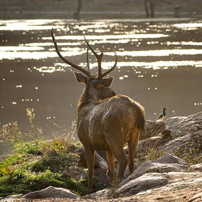 Beds in the Wild India - The Wise Traveller
