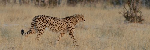 Chobe National Park - Botswana, Africa - The Wise Traveller