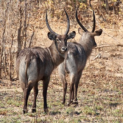 Chobe National Park - Botswana, Africa - The Wise Traveller