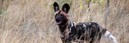 Finding Africa’s Wild Dogs - The Wise Traveller