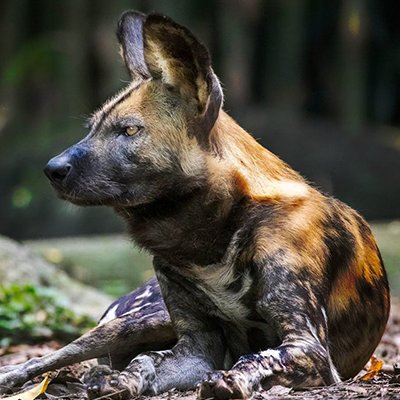 Finding Africa’s Wild Dogs - The Wise Traveller