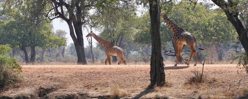 Hotel Review - Mfuwe Lodge - South Luangwa National Park - Zambia - The Wise Traveller - Giraffe