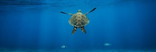 Snorkeling with Sea Turtles - The Wise Traveller - Snorkel