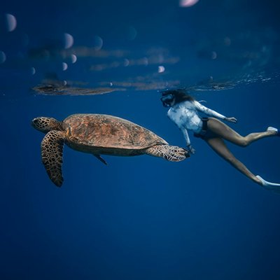 Snorkeling with Sea Turtles - The Wise Traveller - Snorkel