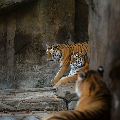 Talking About Tigers - India - The Wise Traveller