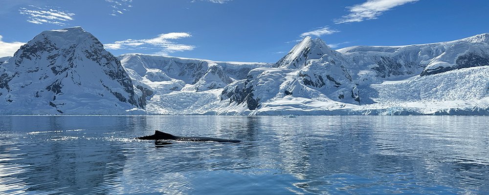 Antarctica - Just a Pile of Ice and Birds - The Wise Traveller - A humpback gliding