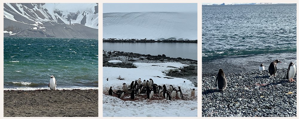 Antarctica - Just a Pile of Ice and Birds - The Wise Traveller - Penguins