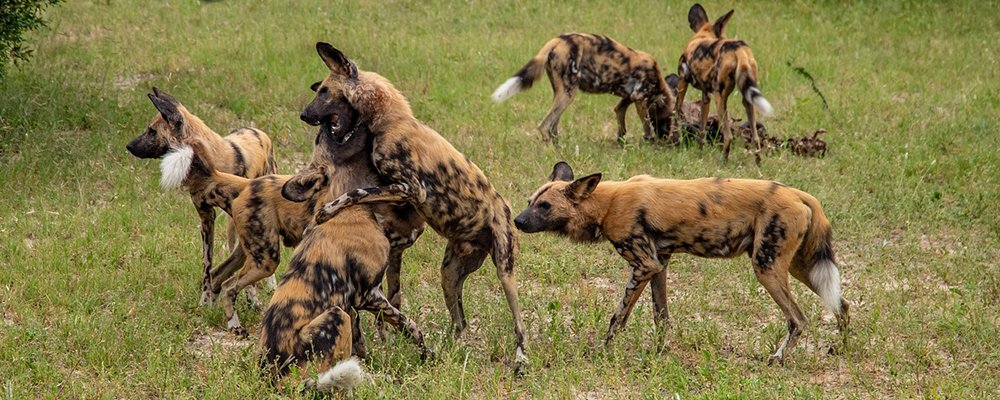 Finding Africa’s Wild Dogs - The Wise Traveller - African wild dogs