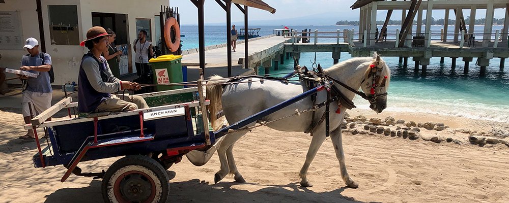 Sleepy Gili Meno - Gili Islands Indonesia - The Wise Traveller - Horse