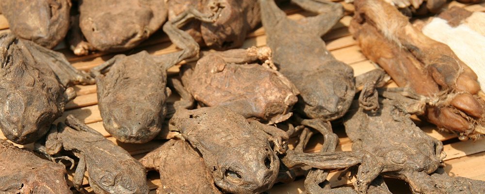 Voodoo in Ouidah - Benin - West Africa - The Wise Traveller - Dehydrated animal parts